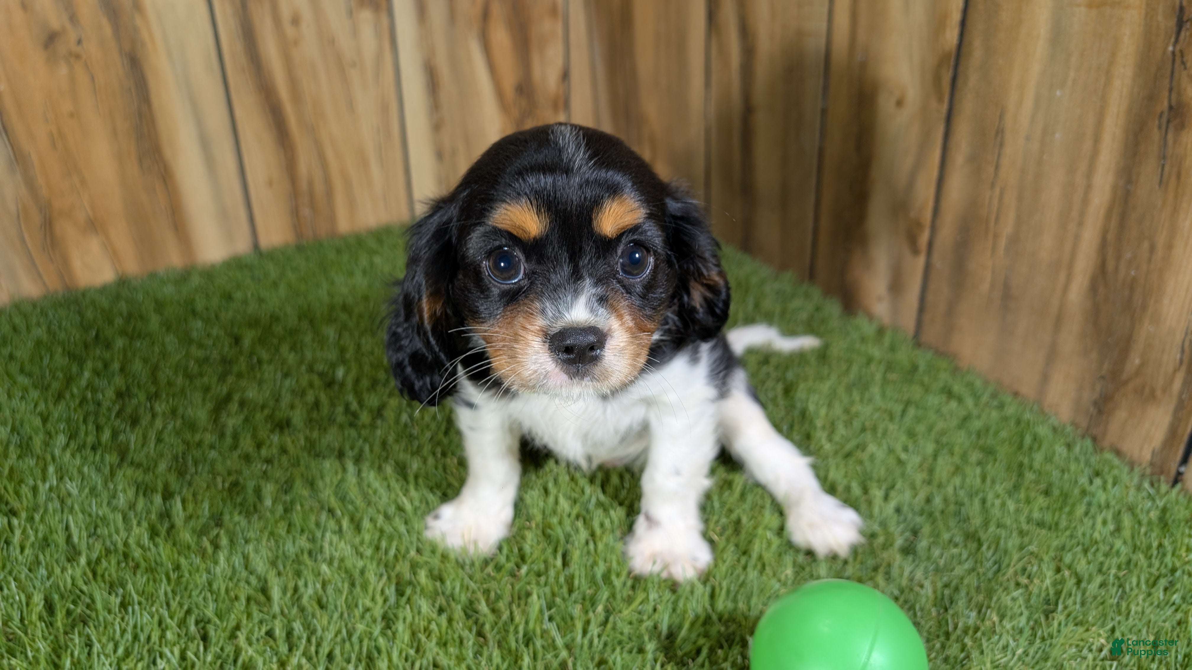 Cavalier King Charles Spaniel dogs Bessie Boy 2 - Ad 1