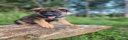 German Shepherd dogs for sale:  Thora - Ad 7