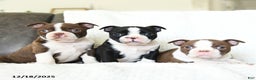 Boston Terrier dogs for sale: Oreo - Ad 3