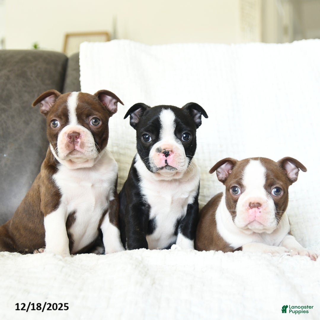Boston Terrier dogs for sale: Oreo - Ad 3