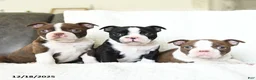 Boston Terrier dogs for sale: Oreo - Ad 3