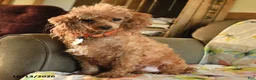 Toy Poodle dogs for sale: Dorothy - Ad 4