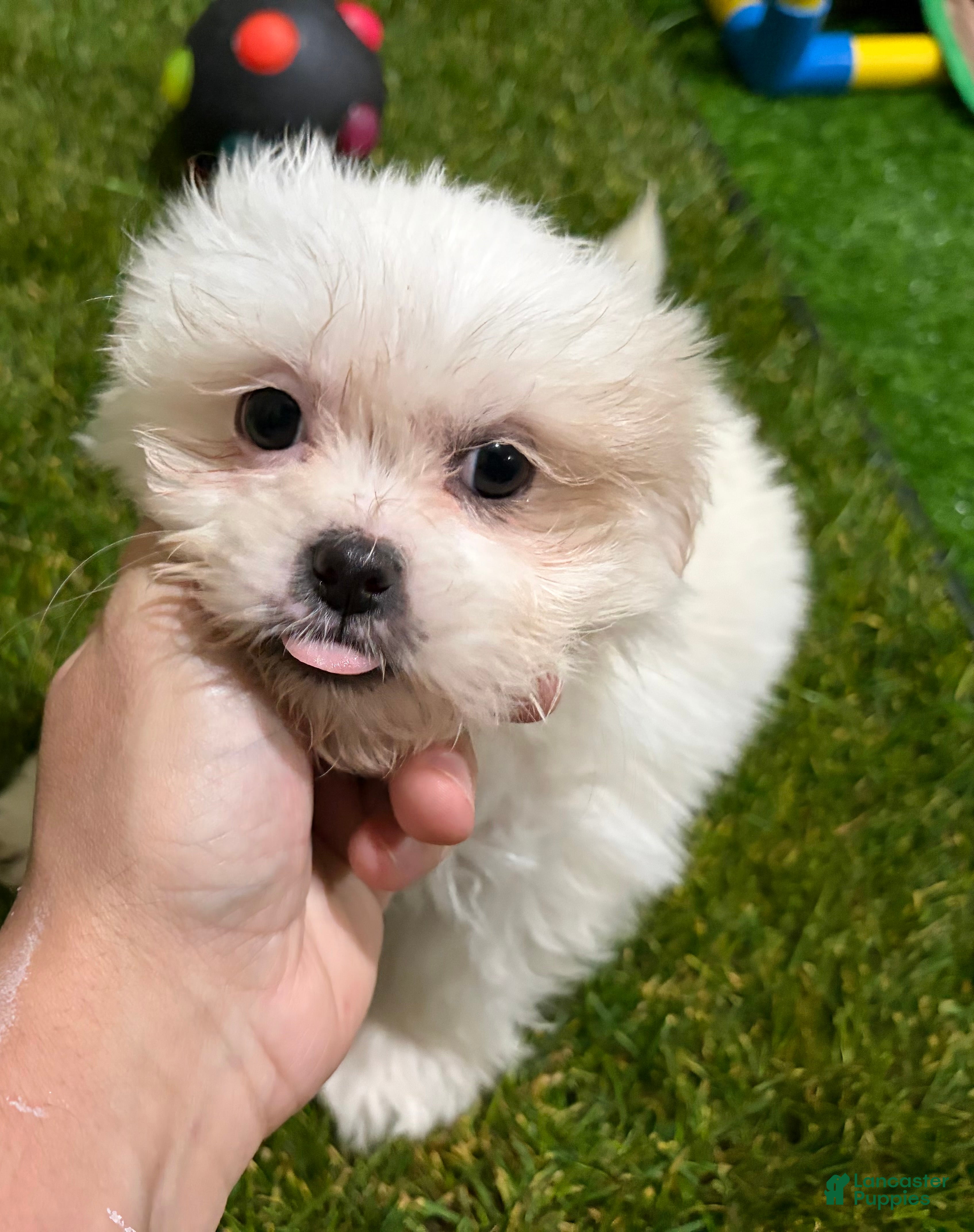 Mixed Breed dogs Girl 1 - Ad 4