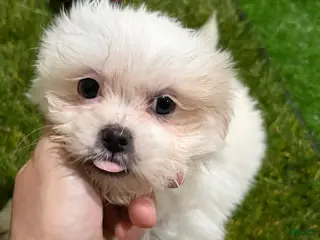 Mixed Breed dogs Girl 1 - Ad 5