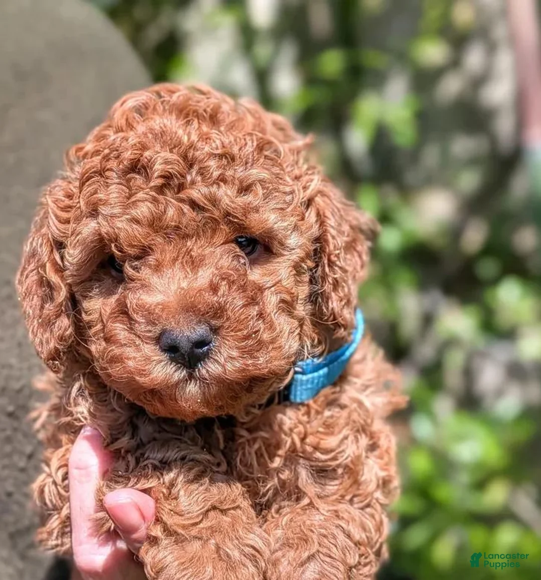 Toy Poodle dogs for sale: Fred - Ad 1