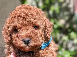 Toy Poodle dogs Fred - Ad 14