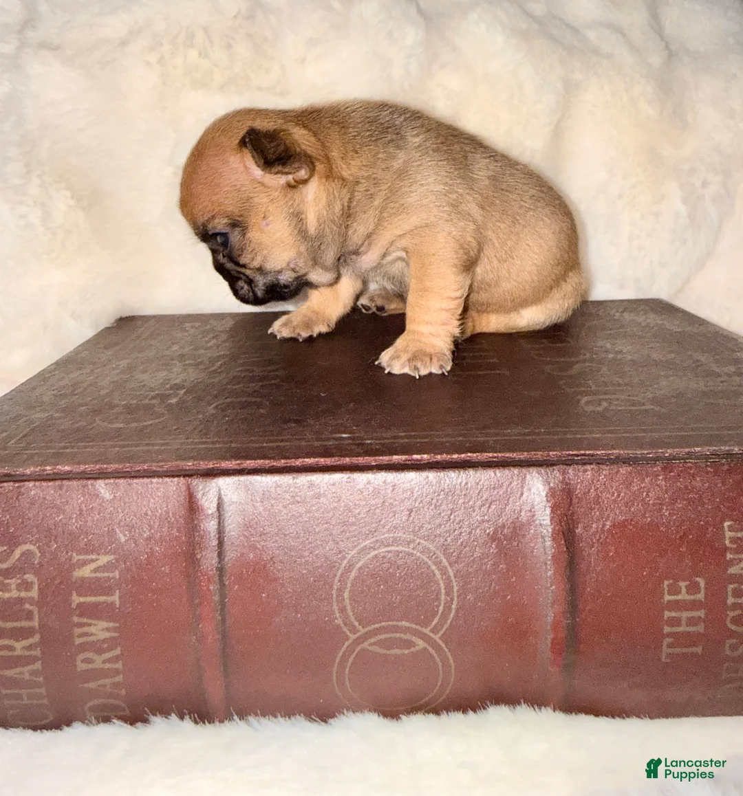 French Bulldog dogs for sale: French Bulldog Puppy 3 - Ad 2