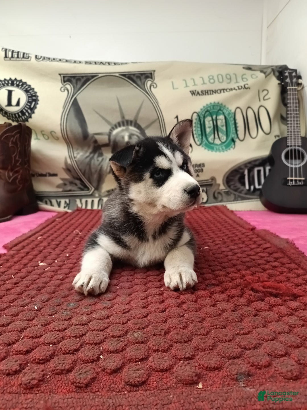 Siberian Husky dogs for sale: Abby - Ad 3