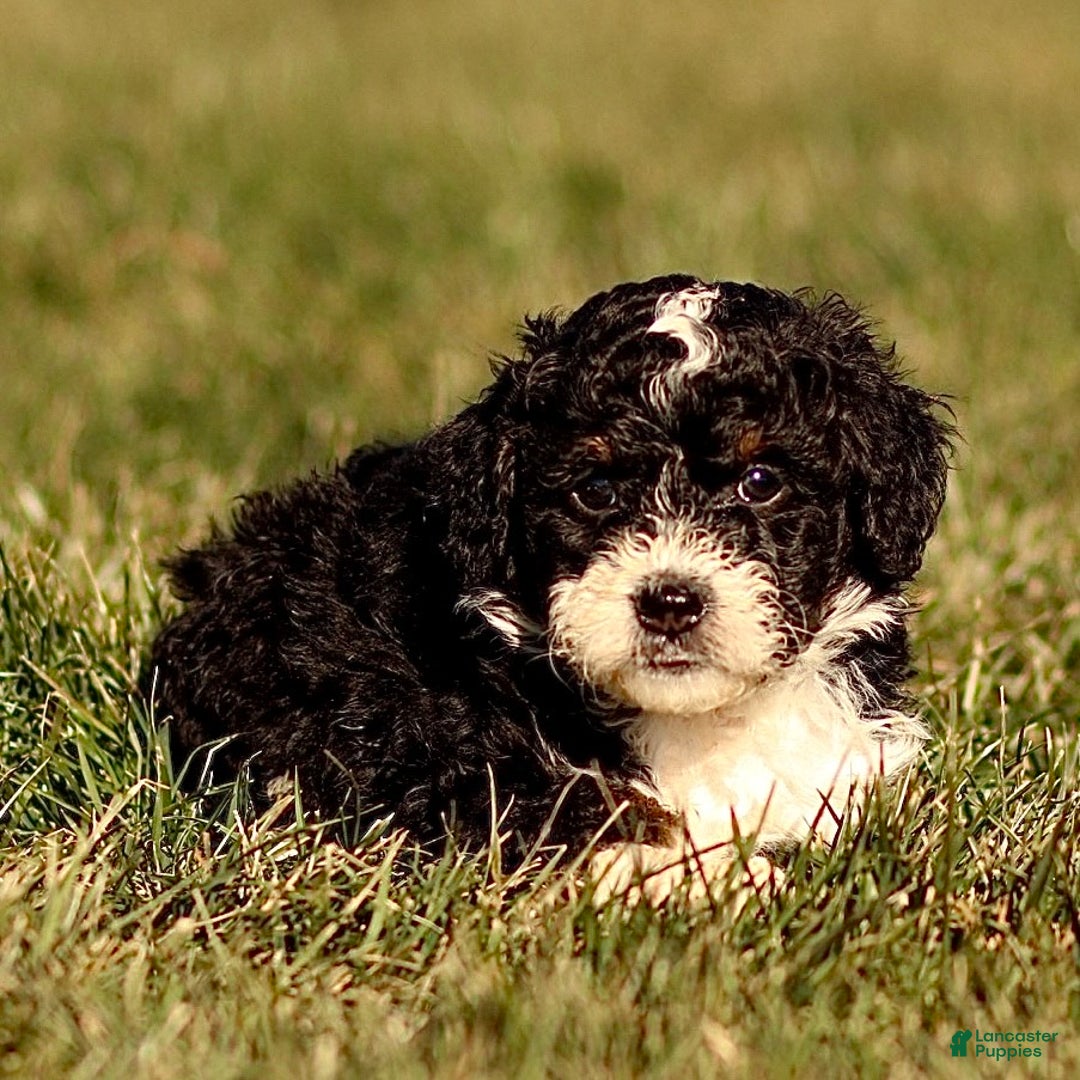 Mini Bernedoodle dogs for sale: Hailey - Ad 3