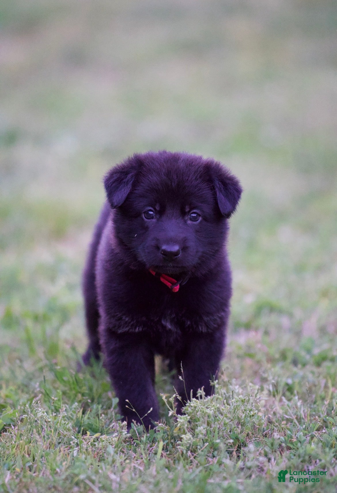 German Shepherd dogs German Shepherd Puppy 7 - Ad 33