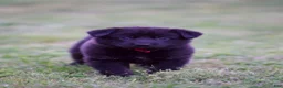 German Shepherd dogs for sale: German Shepherd Puppy 7 - Ad 1