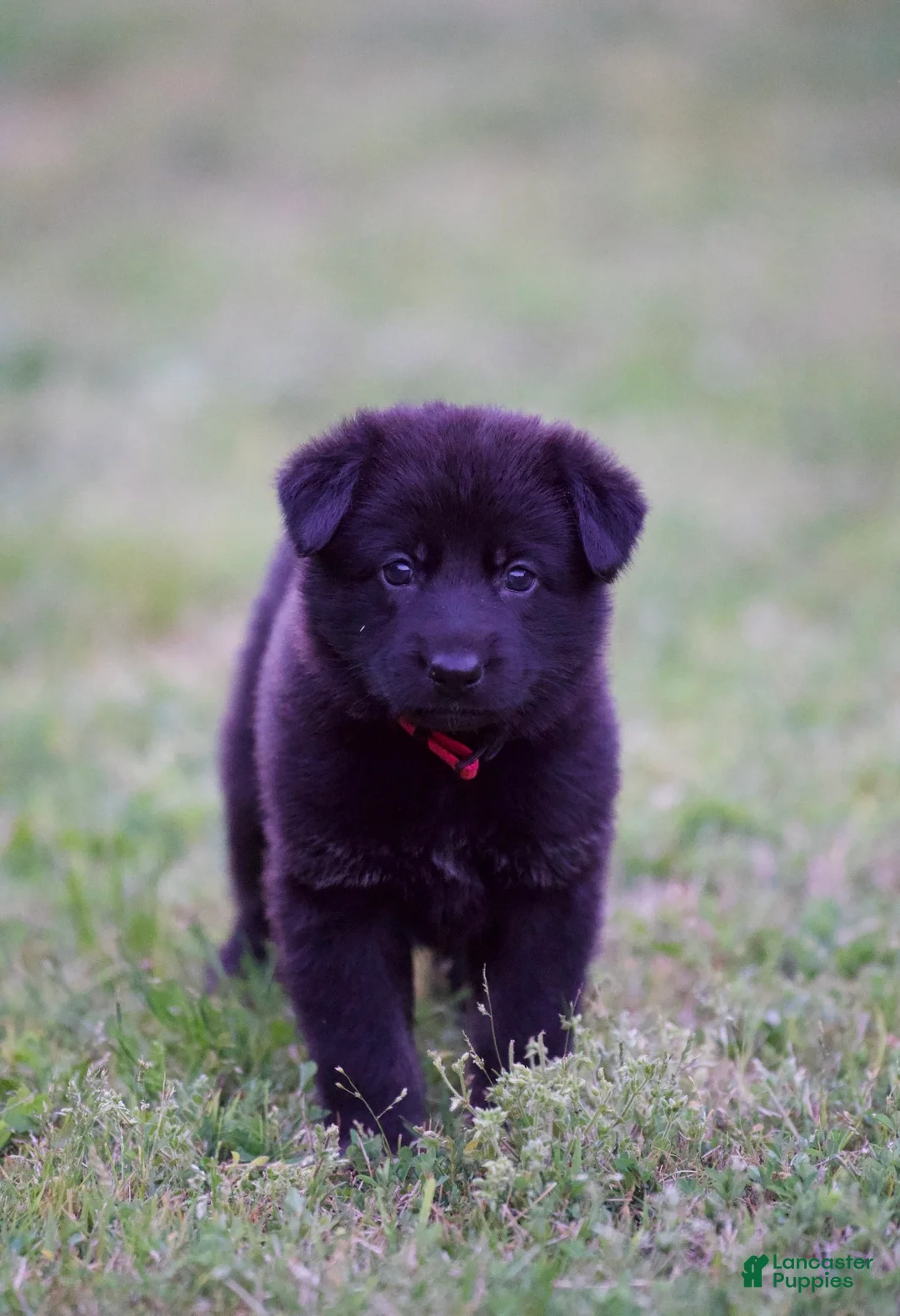 German Shepherd dogs for sale: German Shepherd Puppy 7 - Ad 1
