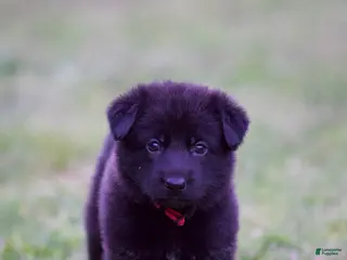 German Shepherd dogs German Shepherd Puppy 7 - Ad 33