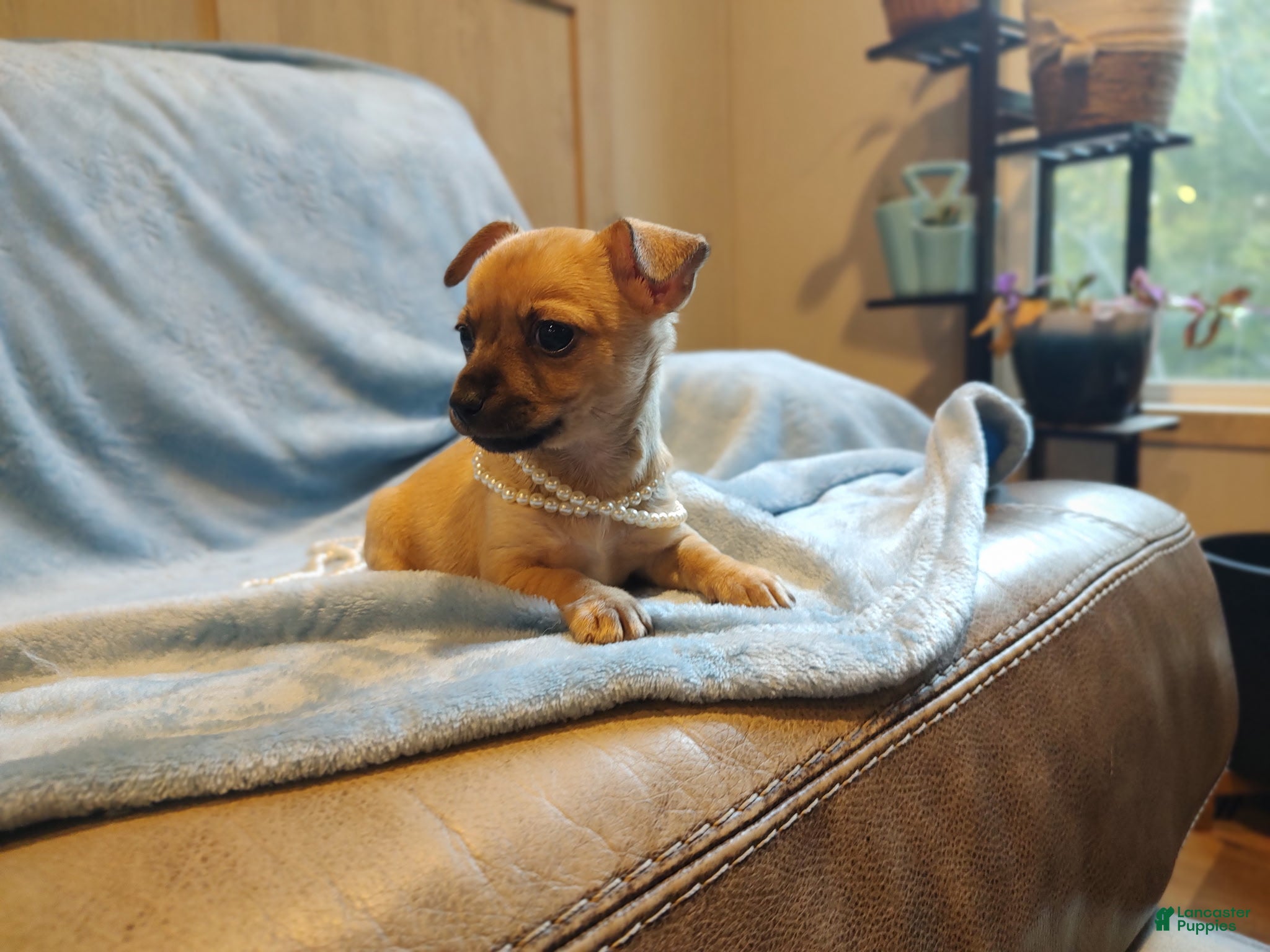 Mixed Breed dogs Savannah  - Ad 2