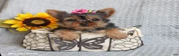 Yorkshire Terrier dogs for sale: Fluffy - Ad 2