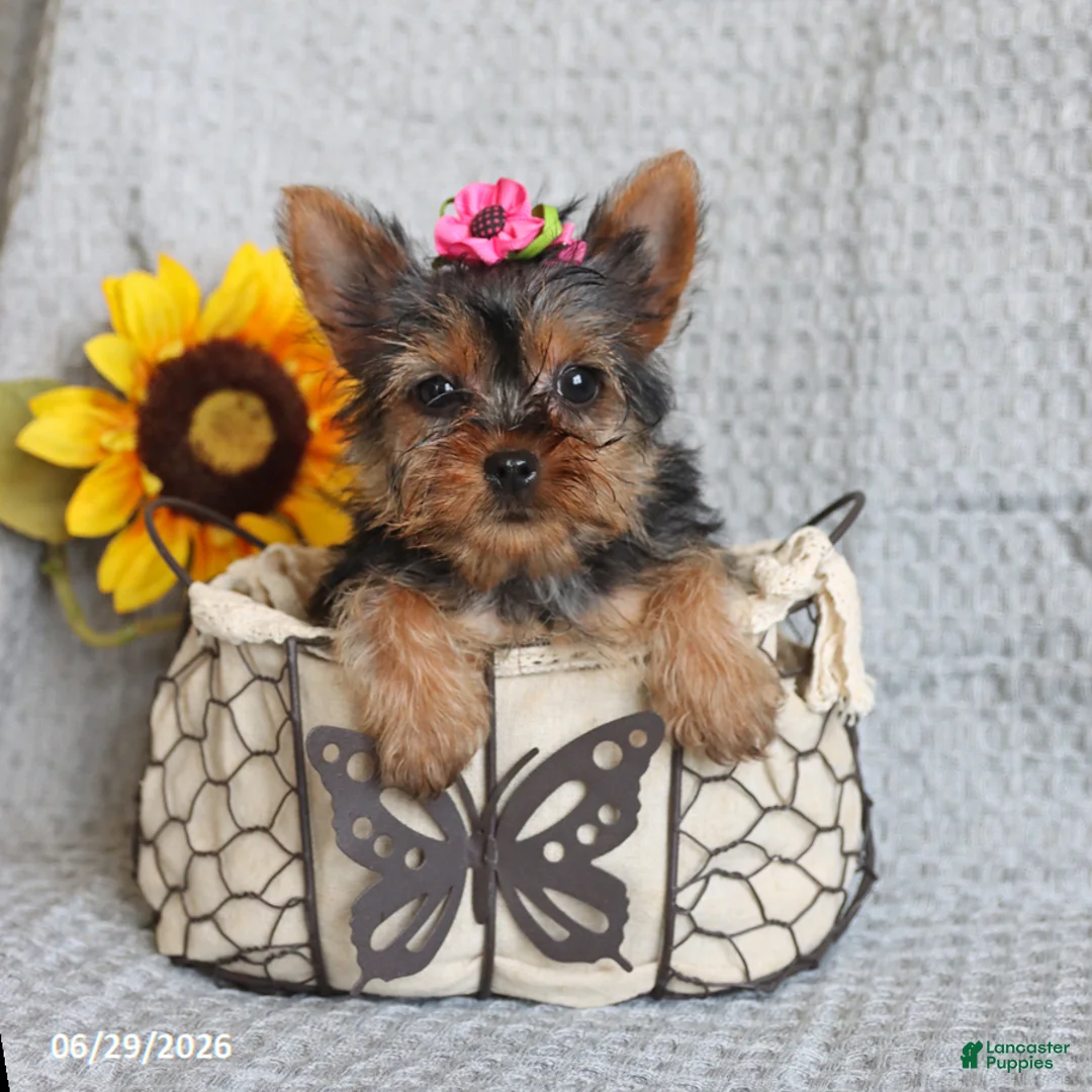 Yorkshire Terrier dogs for sale: Fluffy - Ad 2