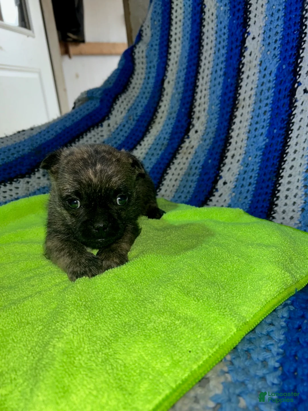 Mixed Breed dogs for sale: London - Ad 3