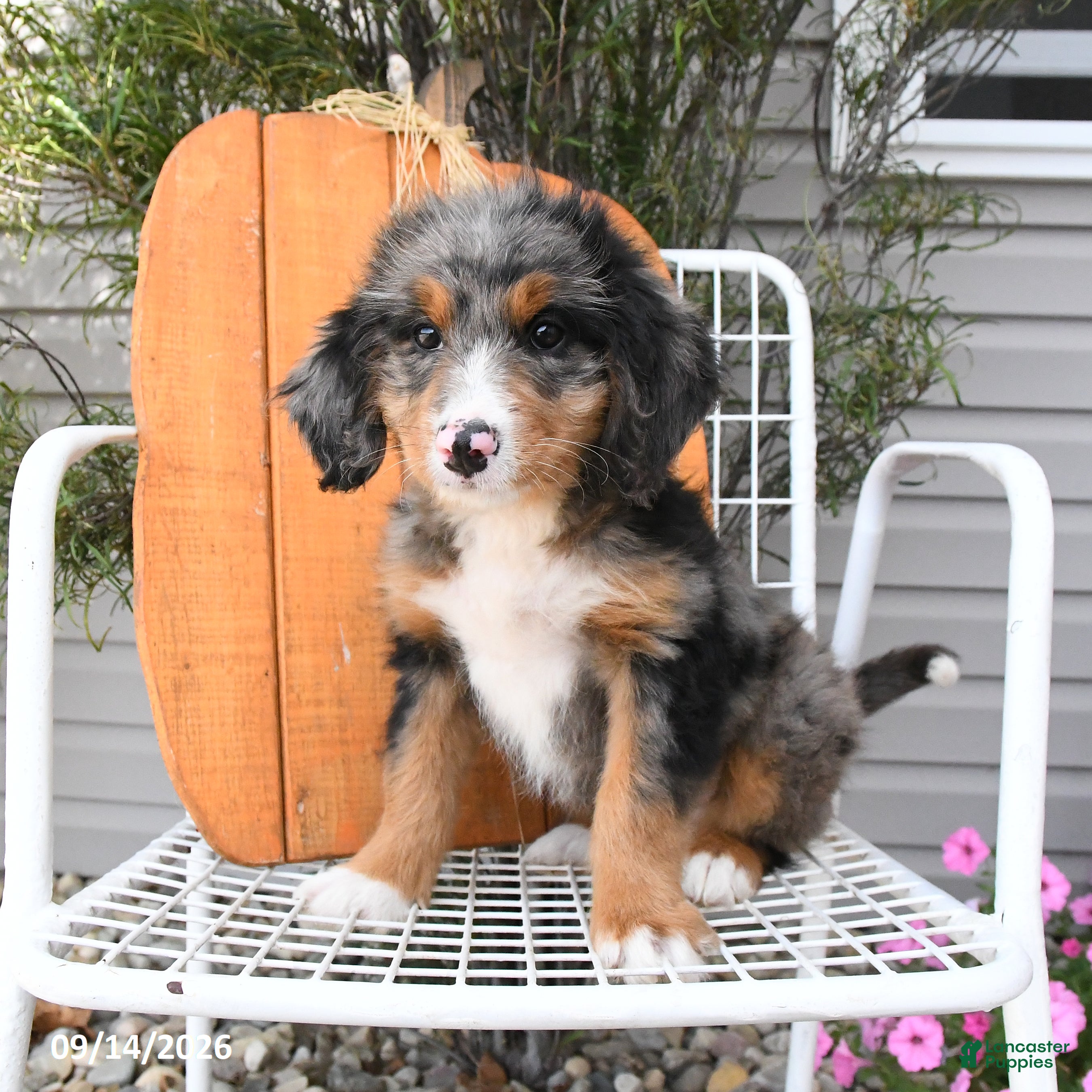 Mini Bernedoodle dogs Layla - Ad 2