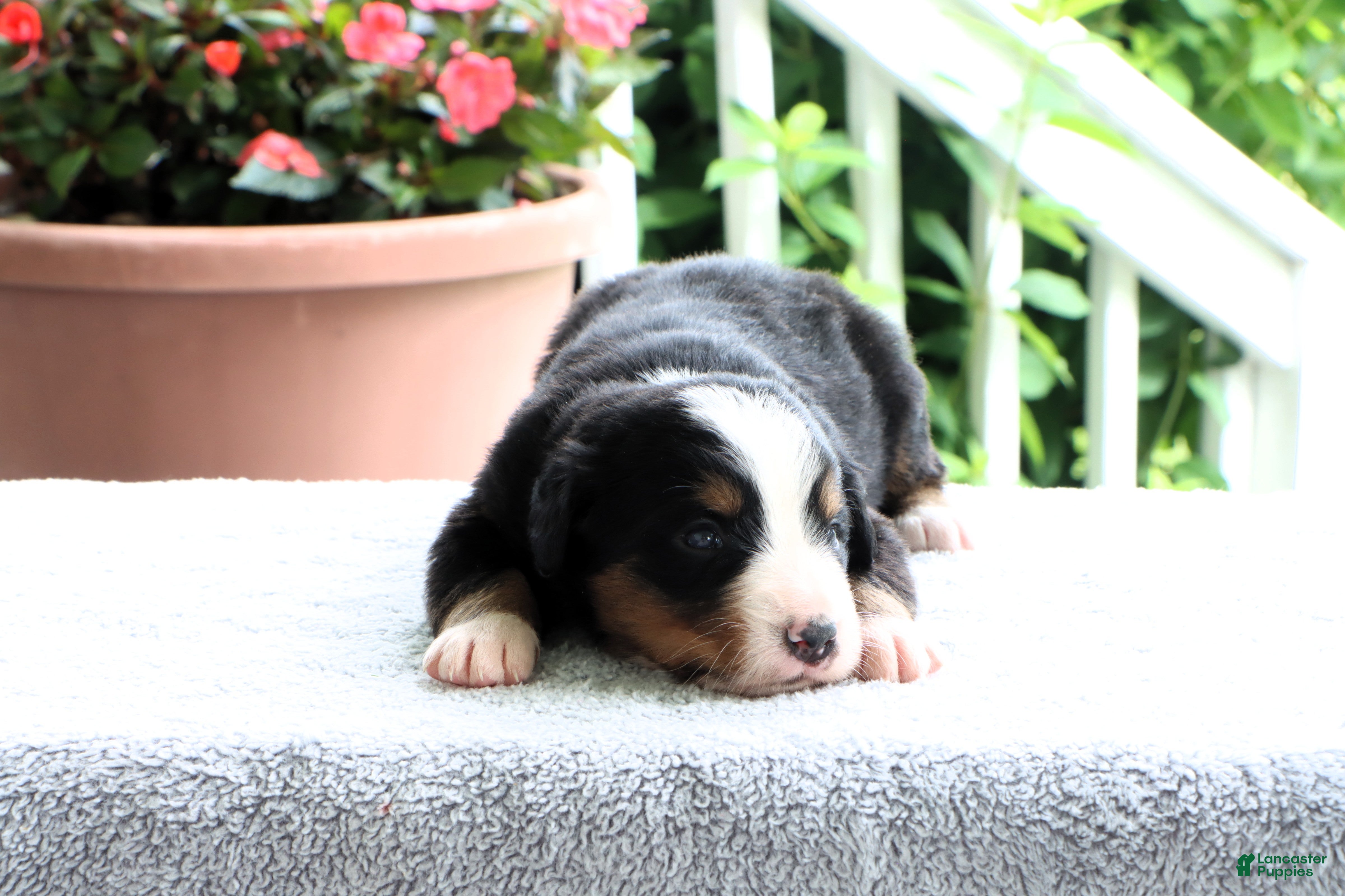 Bernese Mountain Dog dogs Katie - Ad 2