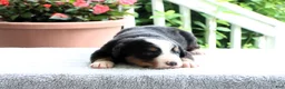 Bernese Mountain Dog dogs for sale: Katie - Ad 2