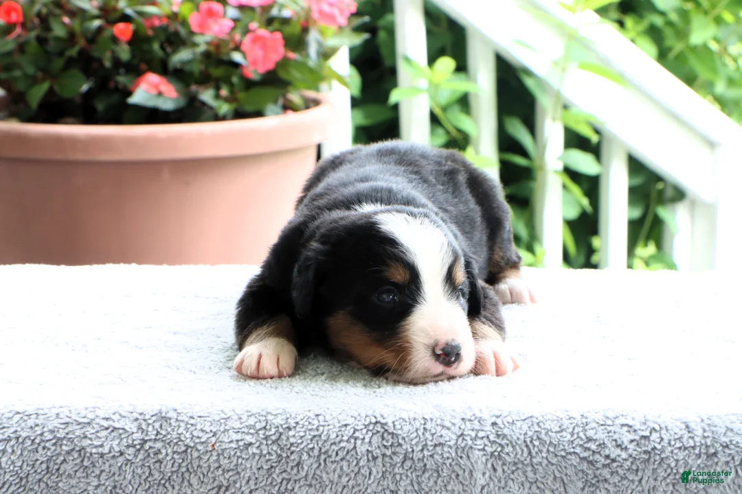 Bernese Mountain Dog dogs for sale: Katie - Ad 2