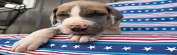 Great Dane dogs for sale: Parker Great Dane  - Ad 6