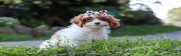 Cavapoo dogs for sale: Jessica - Ad 3