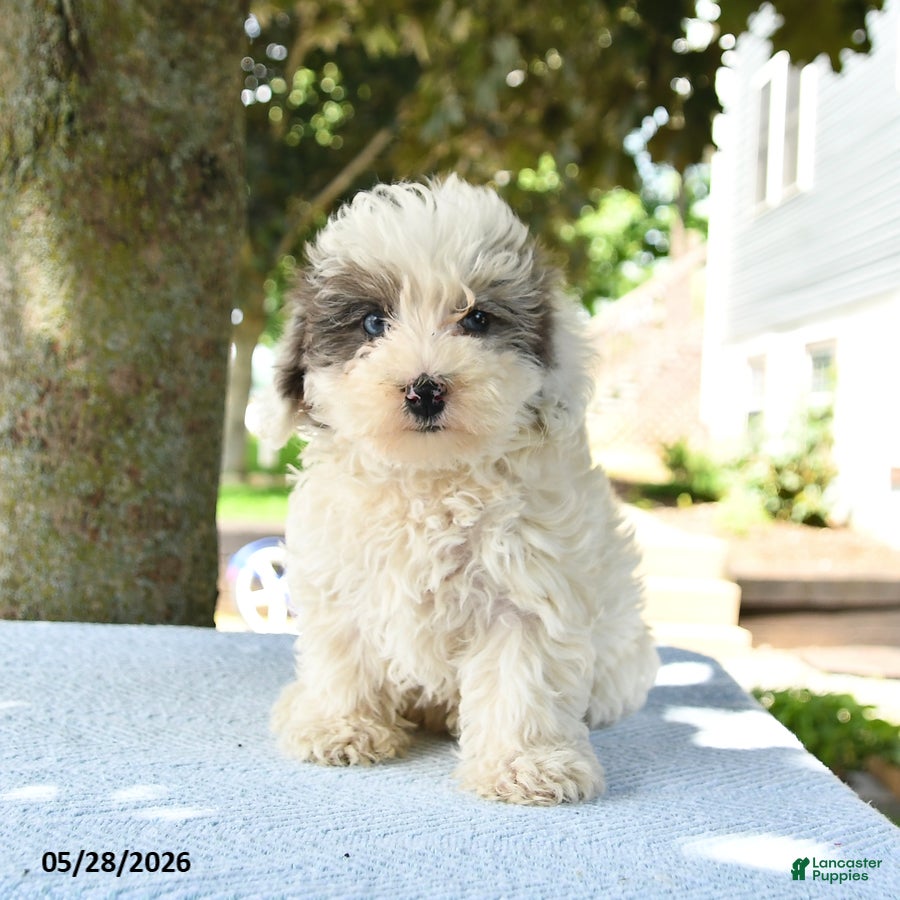 Maltipoo dogs Izzy - Ad 1