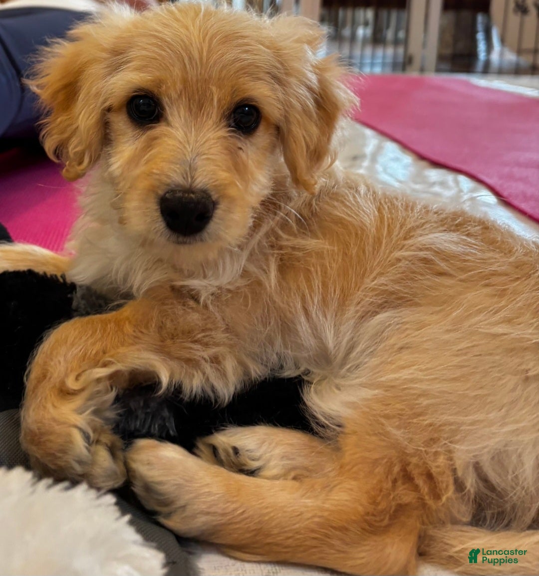 Mixed Breed dogs Lulu - Ad 25