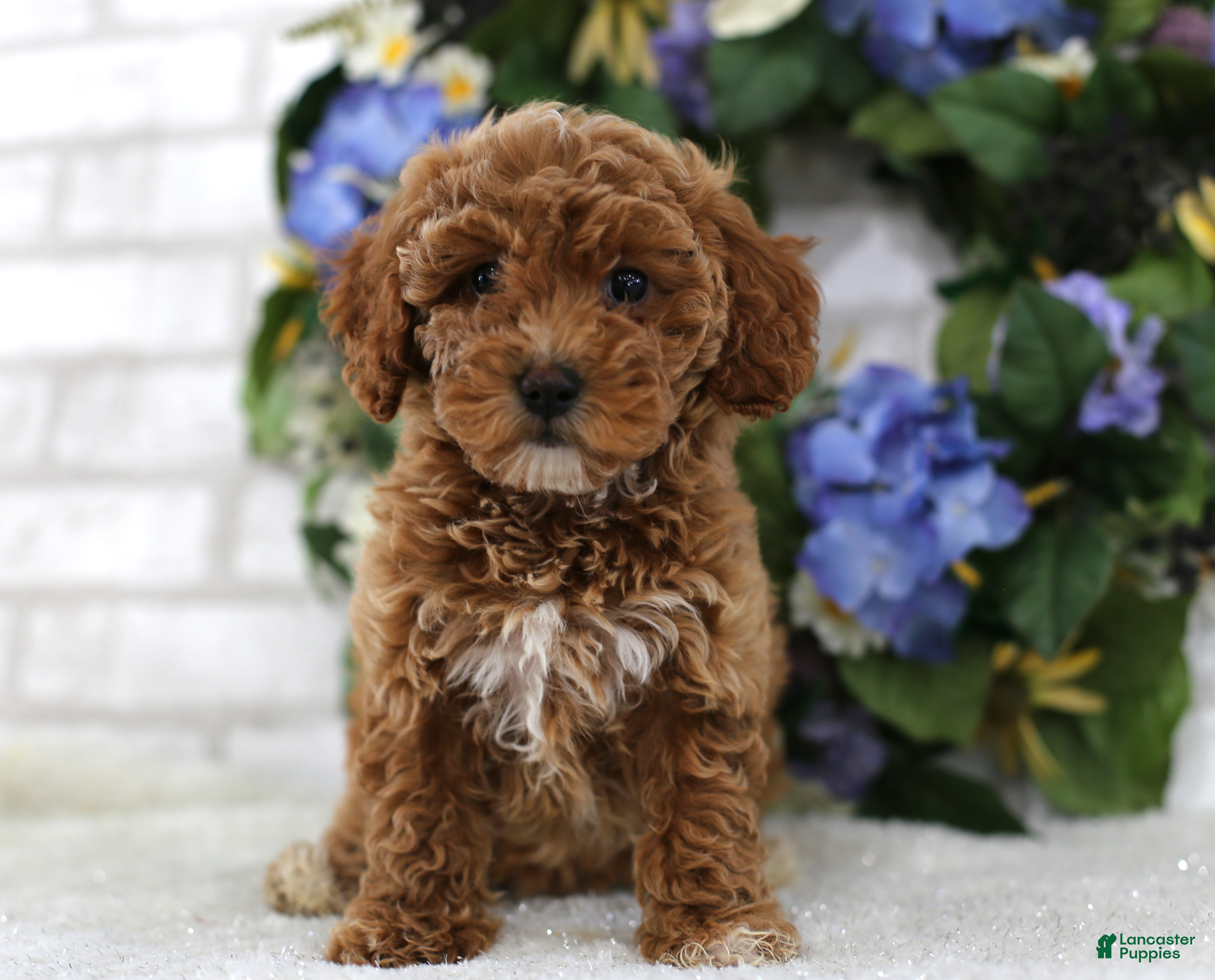 Miniature Poodle dogs Scarlett - Ad 2