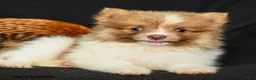 Pomeranian dogs for sale: Pollo - Ad 4