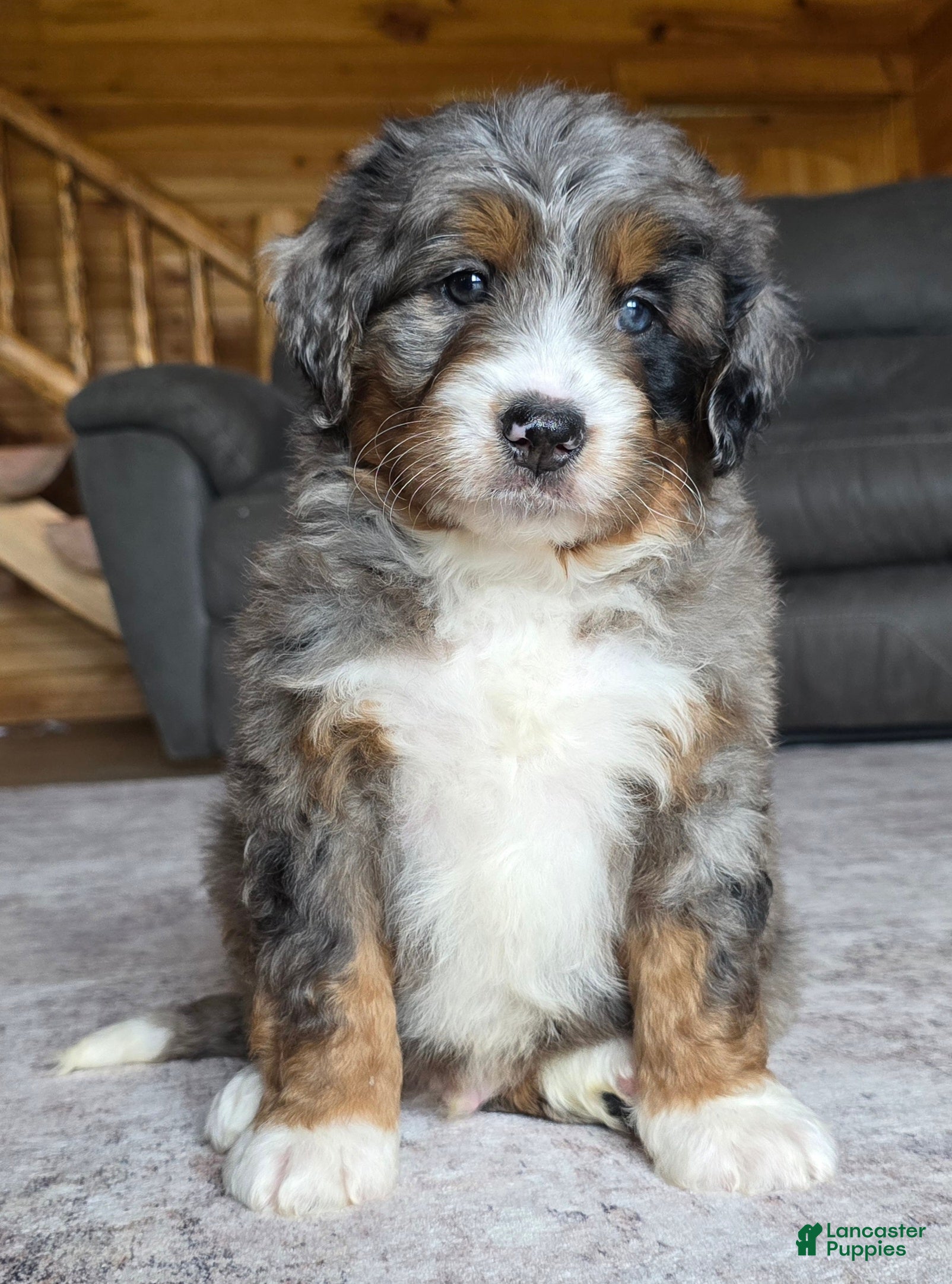 Mini Bernedoodle dogs Mini Chief - Ad 1