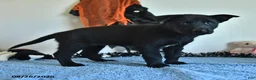 Belgian Malinois dogs for sale: Minerva - Ad 7