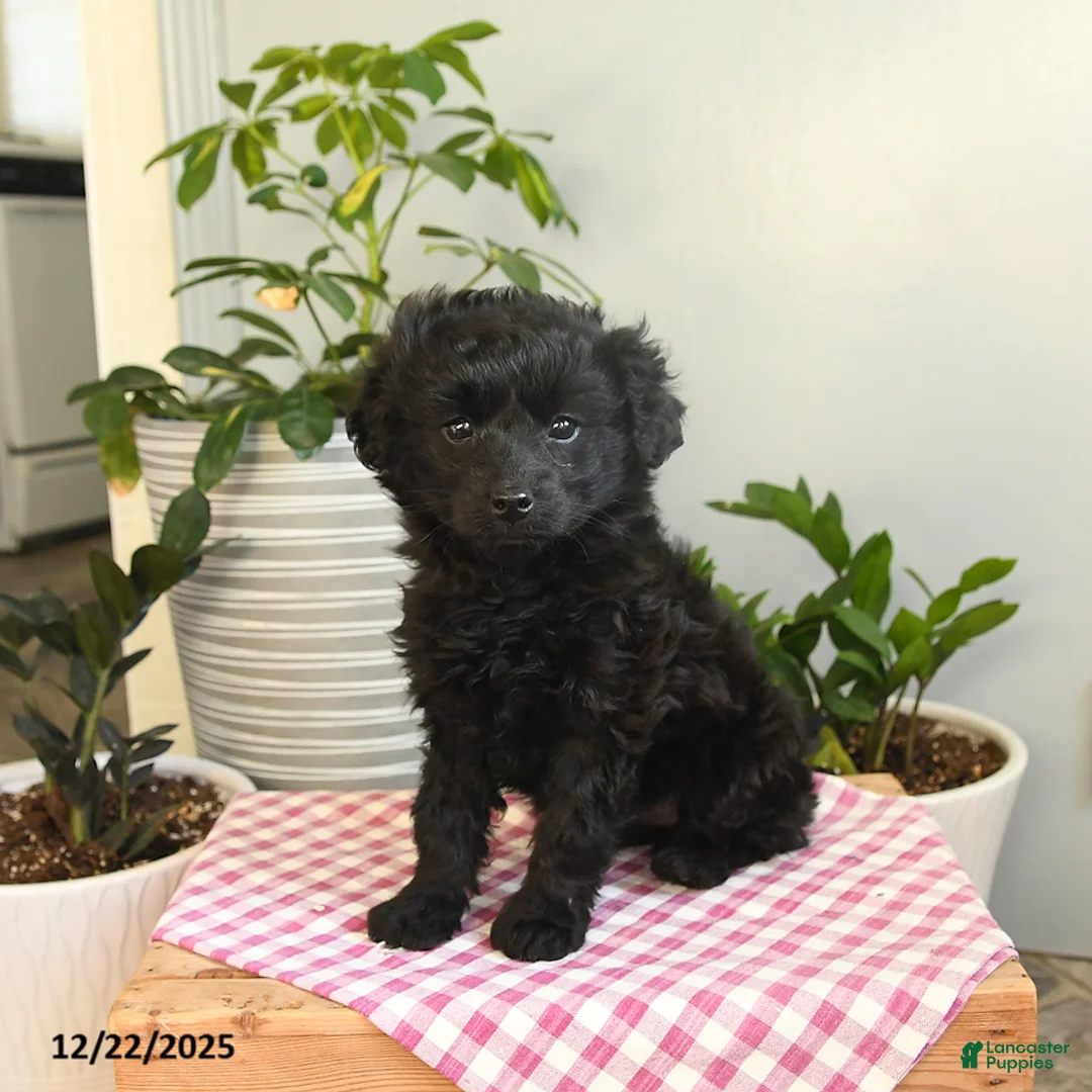 Mixed Breed dogs for sale: Winter - Ad 2