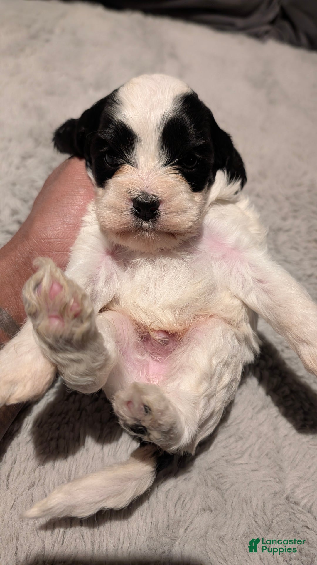 Cockapoo dogs for sale: Blake (F2b) - Ad 3