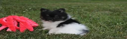 Pomeranian dogs for sale: Ziggy - Ad 6