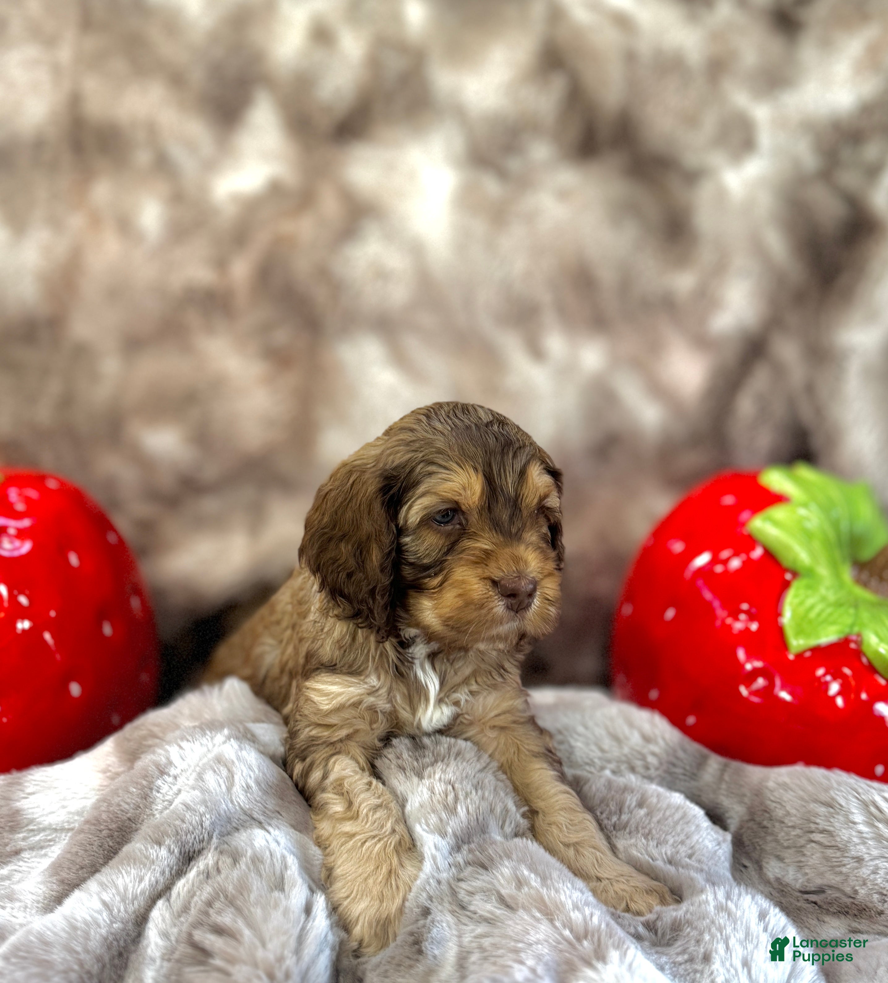 Cockapoo dogs Cockapoo Puppy 3 - Ad 8