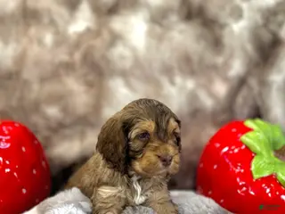 Cockapoo dogs Cockapoo Puppy 3 - Ad 8