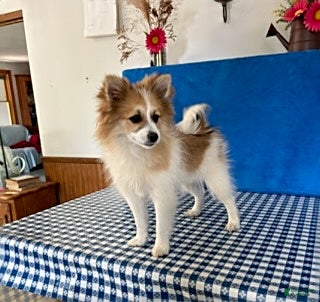 Pomsky dogs Ruby - Ad 2