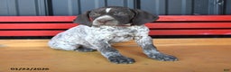 German Shorthaired Pointer dogs for sale: Nick  - Ad 3