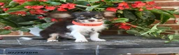 Chihuahua dogs for sale: Duke - Ad 1