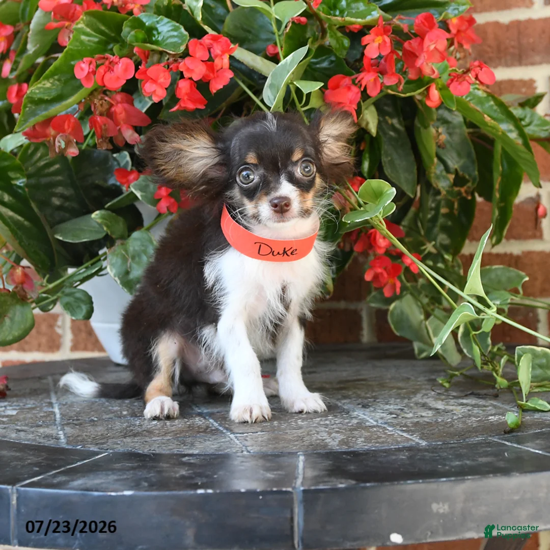 Chihuahua dogs for sale: Duke - Ad 1