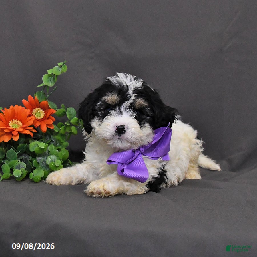 Cavapoo dogs Dasher - Ad 2