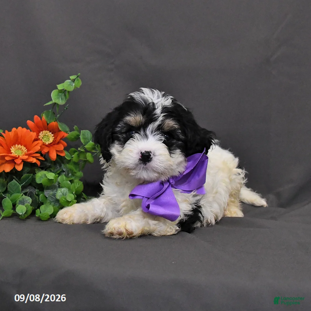 Cavapoo dogs for sale: Dasher - Ad 2