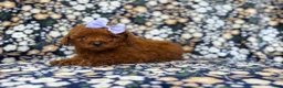 Mini Goldendoodle dogs for sale: Sasha - Ad 3