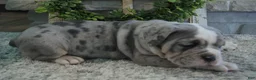 Olde English Bulldogge dogs for sale: Gunner - Ad 4