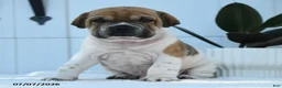 Mini Hippo dogs for sale: Leo - Ad 3