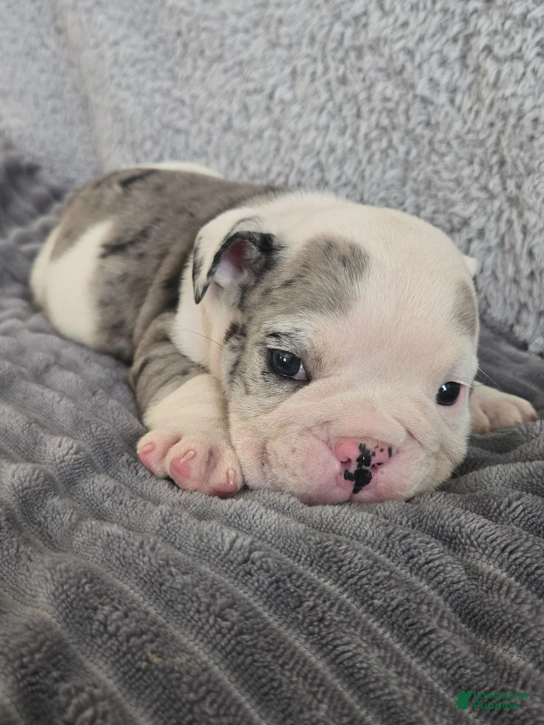 English Bulldog dogs for sale: Toby - Ad 1