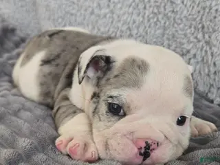 English Bulldog dogs for sale: Toby - Ad 3