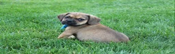 Puggle dogs for sale: Rambo - Ad 5